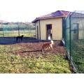 la pension canine offre 80 m² de terrain